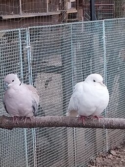 Hrdlicky chichotave - 5 párov