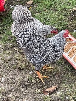 Wyandotka zdrobnelá - 1