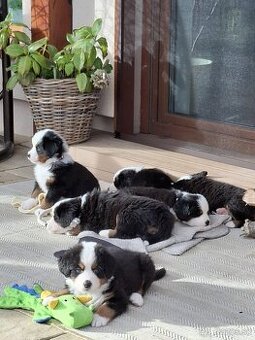 Bernský salašnícky pes🐶