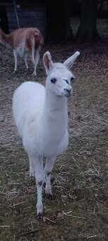 lama krotká - samec - 1