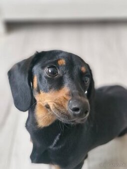 Jazvečík trpasliči