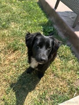 Darujem 8 mesačne šteniatko.