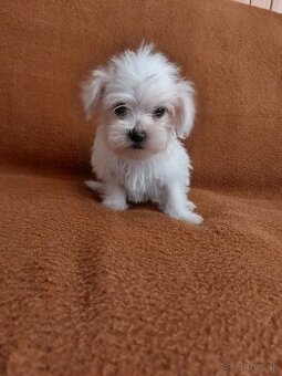 Maltezak maltez mini