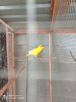 Kakariki