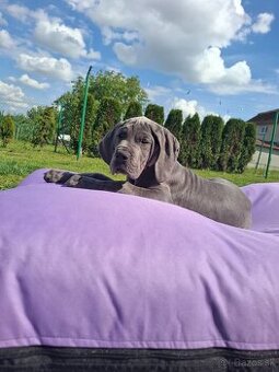 Nemecká doga modrá