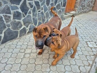 ▶️ SHAR-PEI