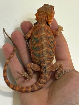 Red Agama bradatá