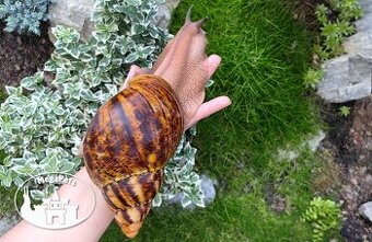 Africké slimáky Archachatina marginata ovum XXL / Achatina