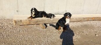 Bernský salasnicky pes - 1