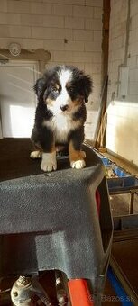 Bernský salasnicky pes