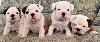 Anglicky Bulldog-steniatka