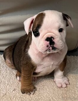 Anglicky Bulldog-psik