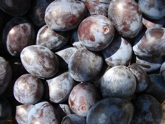 Predám sušené Bystrické slivky cena 9€/kg
