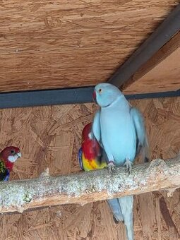 Alexander malý modrý