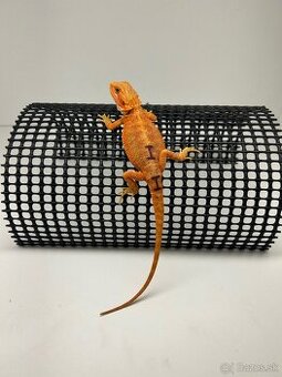 Agama bradatá - samec