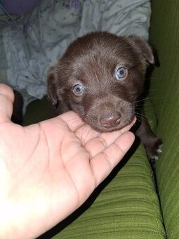 Na predaj križeny yorkshir