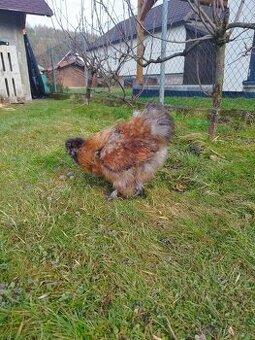 Predám kohúta hodvábničky