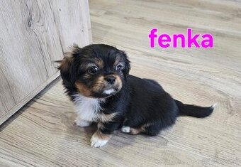 Šteniatko Tibetskỳ špániel