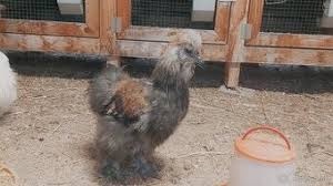 Nasadové vajíčka- Hodvábnička