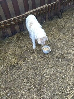 Pyrenejsky horský pes - fenka na predaj