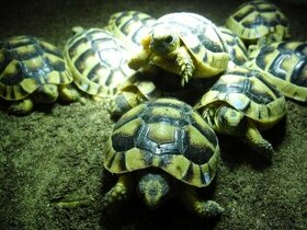 korytnačka širokoštíta - testudo marginata - 1