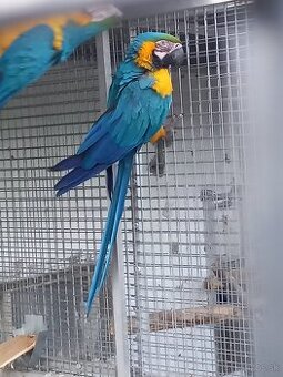 Ara ararauna.