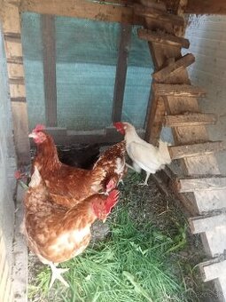 Predam 45tyždnove nosnice