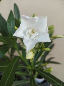 OLEANDER