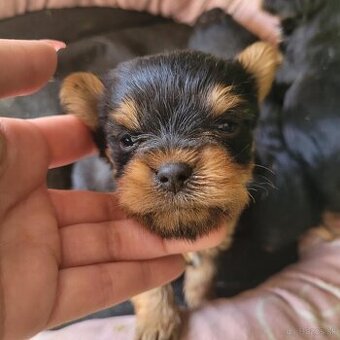 yorkshire terrier mini