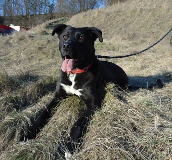 Darujem super rodinného psa - labrador mix doga