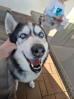 Husky darujem