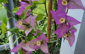 Bugenvilea (Bougainvillea) červená, fialová, cyklámenová