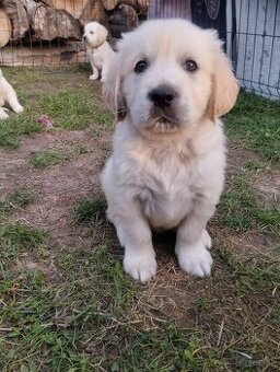 Zlatý retriever