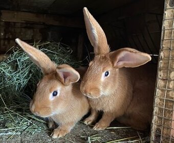 Burgundské králiky