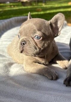 Francúzsky buldocek