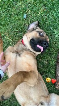 Kríženec farbiara a nemeckého ovčiaka