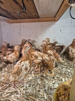 Nosnice Lohman Brown