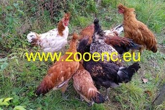 Násadové vajcia sandžackého kokrháča