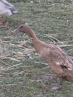 indické bežce, násadové vajcia, káčatá, kačice