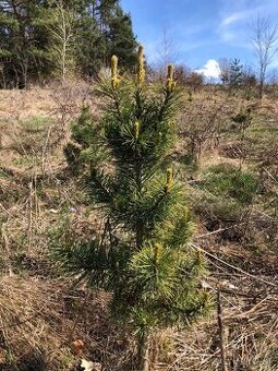 Sibírsky Céder / Pinus Sibirica Stromčeky