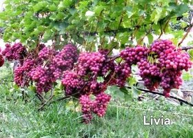 Sadenice viniča - 1