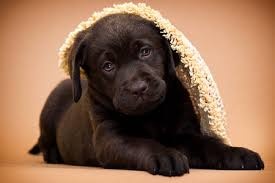 kúpim šteniatko čokoládového/ čierneho labradora, psíka