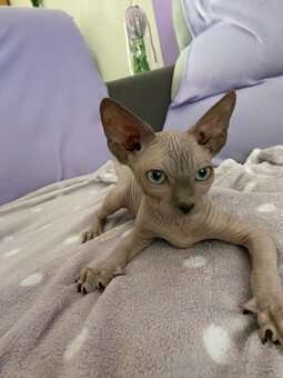 Don Sphynx