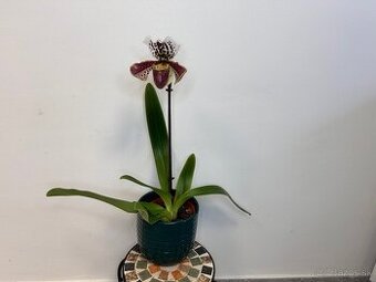 Črievičkovec American Hybrid (Paphiopedilum)