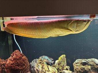 arowana silver