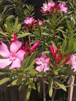 Oleander