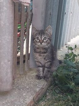 Darujem mačiatka