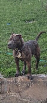 American bully