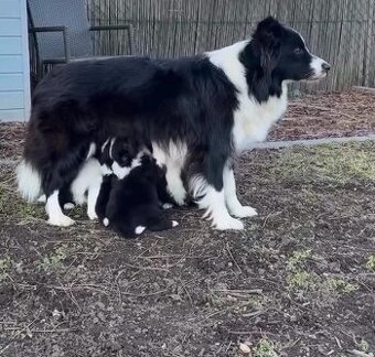 Border kolia šteniatka ❤️