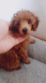 💝😍Pudel TOY😍💝